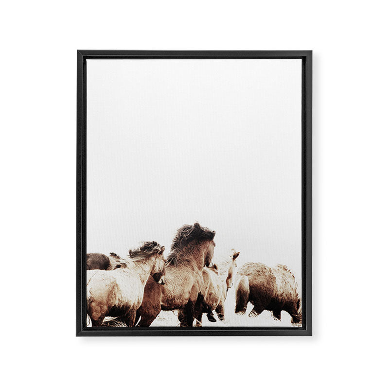 WILD AND FREE 2 - HORSES OF ICELAND Framed Canvas Print Gallery Image 6