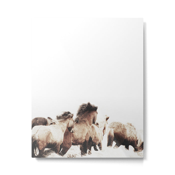 WILD AND FREE 2 - HORSES OF ICELAND Metal Print Gallery Image 1