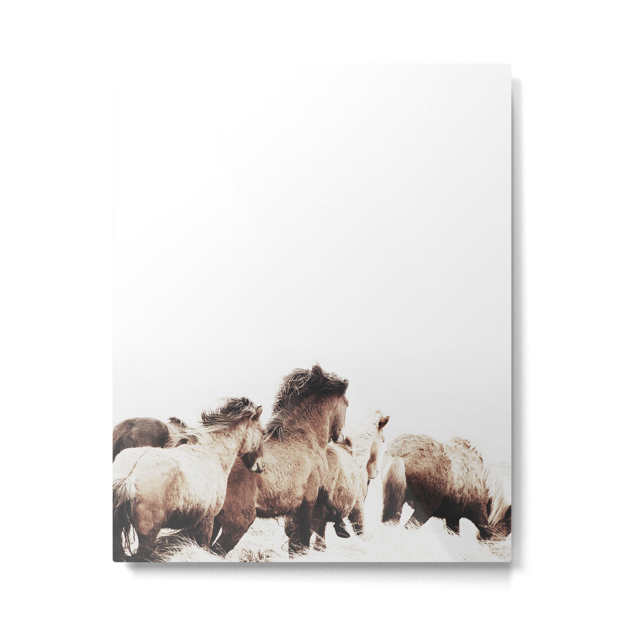 WILD AND FREE 2 - HORSES OF ICELAND Metal Print Gallery Image 4