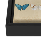 Butterflies Vintage Print Framed Canvas Print Gallery Image 3