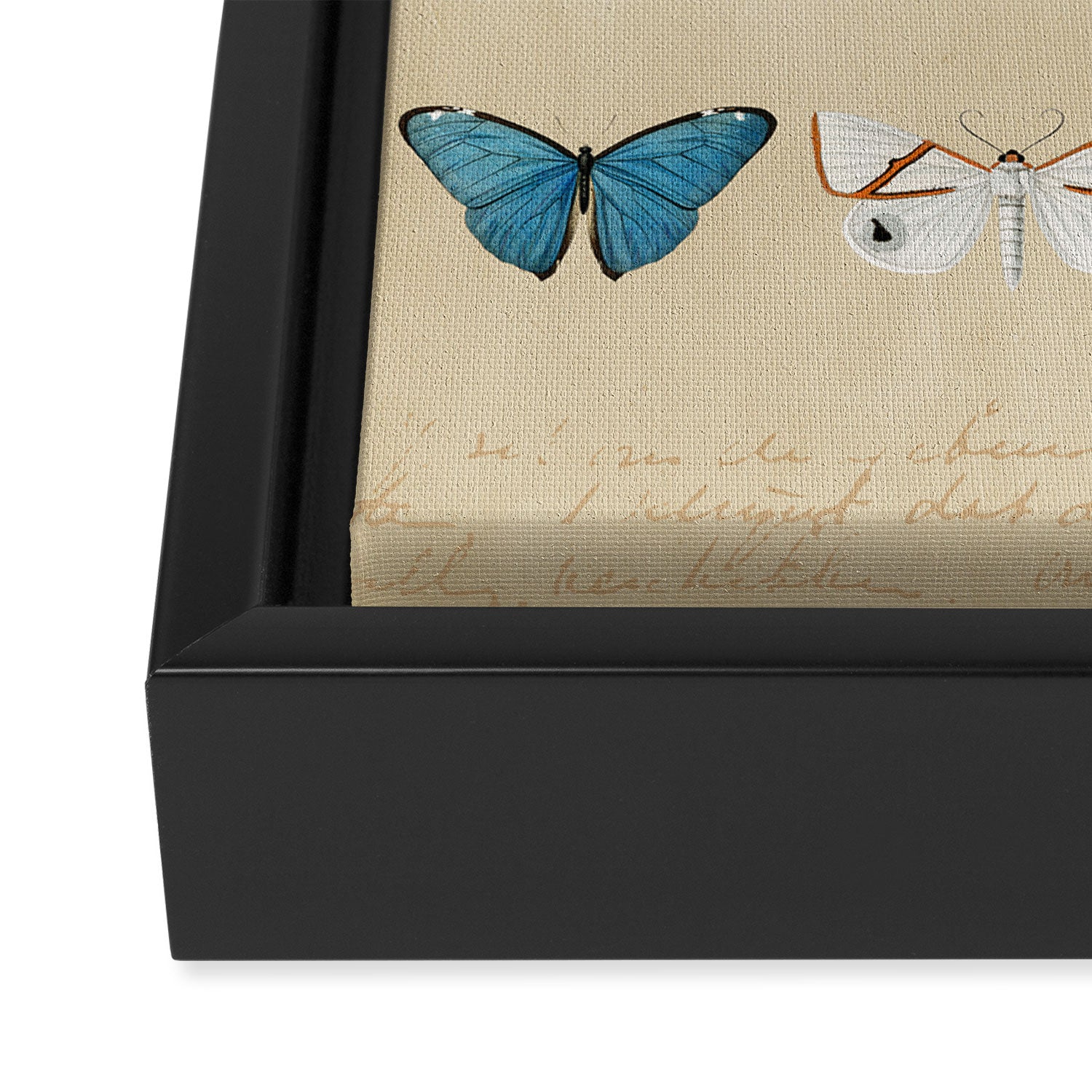 Butterflies Vintage Print Framed Canvas Print Gallery Image 3