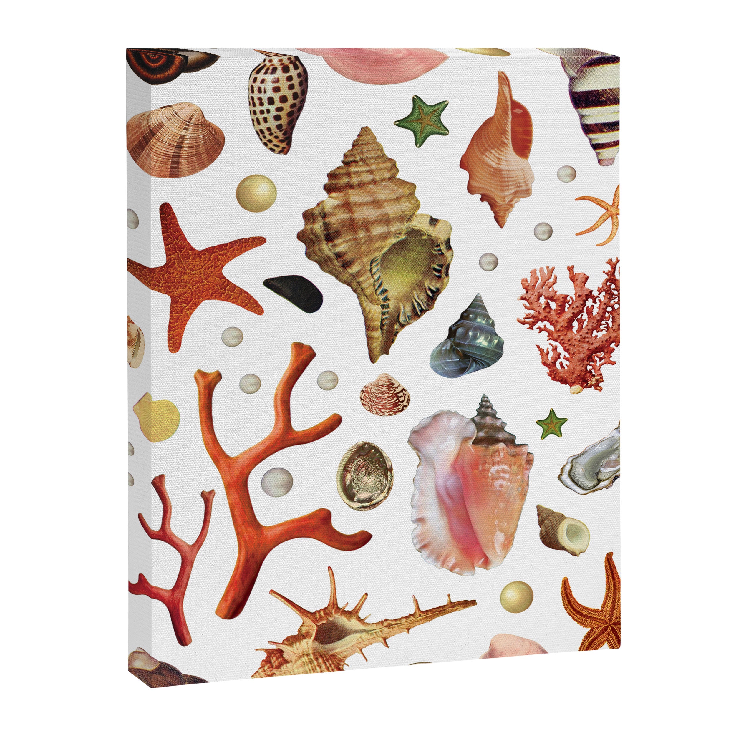 Shell collection Canvas Print Gallery Image 6