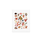 Shell collection Art Print Gallery Image 1