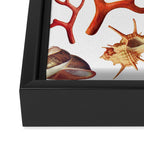 Shell collection Framed Canvas Print Gallery Image 3