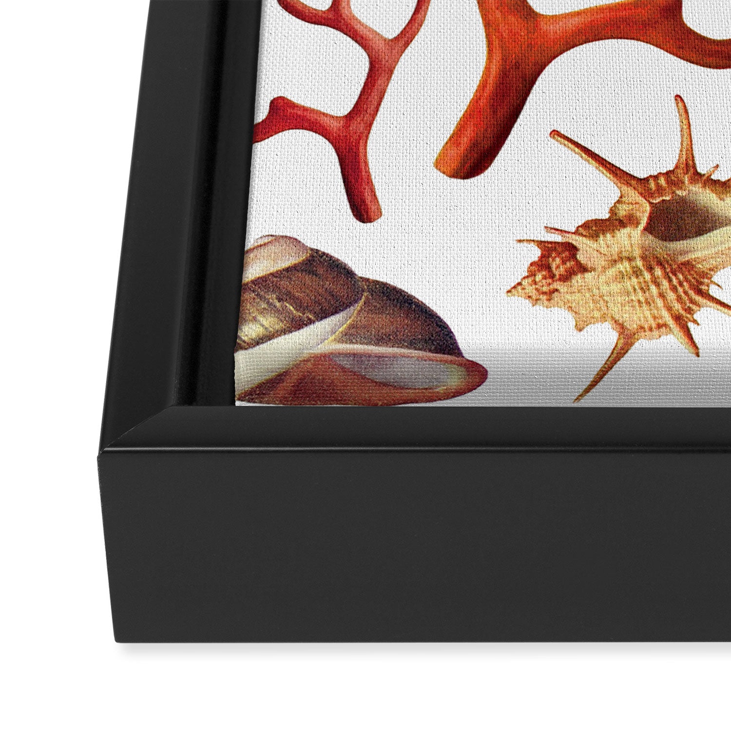 Shell collection Framed Canvas Print Gallery Image 3