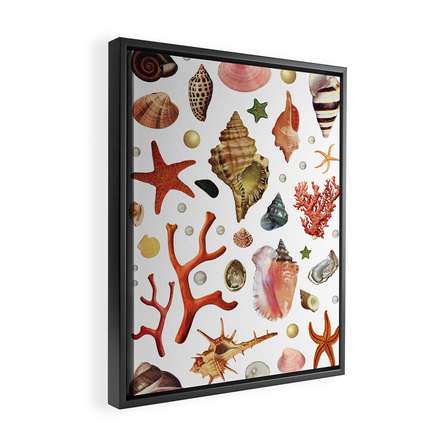 Shell collection Framed Canvas Print Gallery Image 2