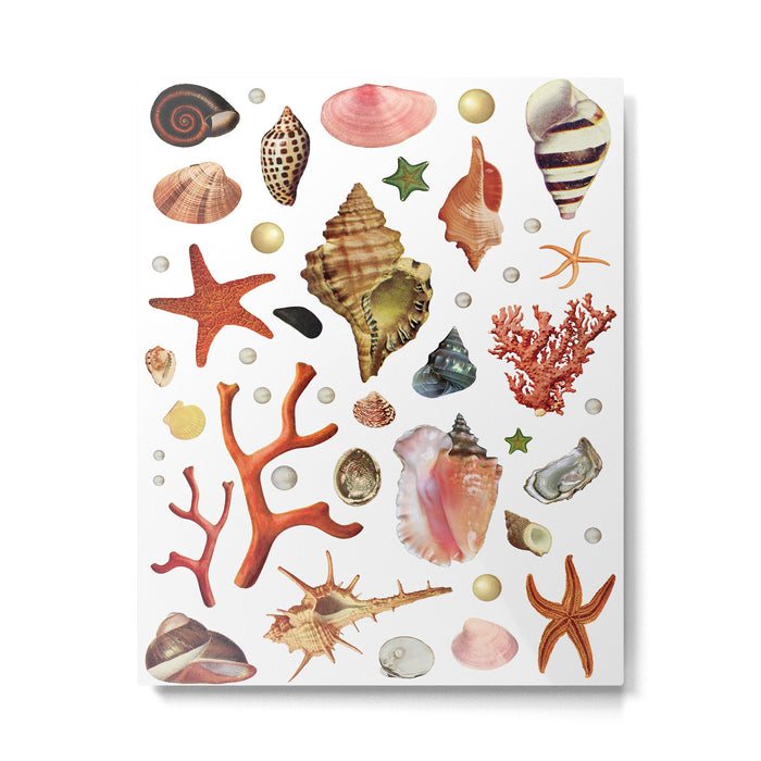 Shell collection Metal Print Gallery Image 1
