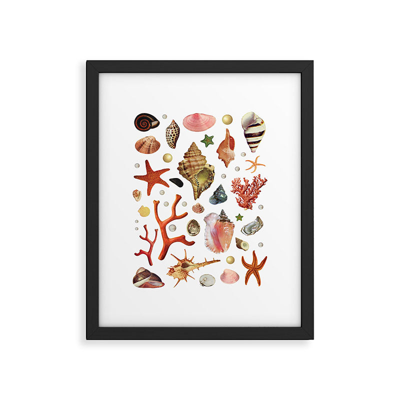 Shell collection Framed Art Print Gallery Image 5