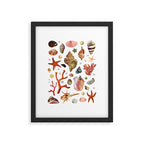 Shell collection Framed Art Print Gallery Image 5