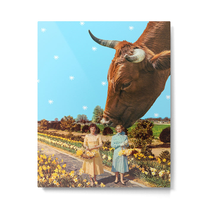 Spring Walk (Daffodils and Cows) Metal Print Gallery Image 1
