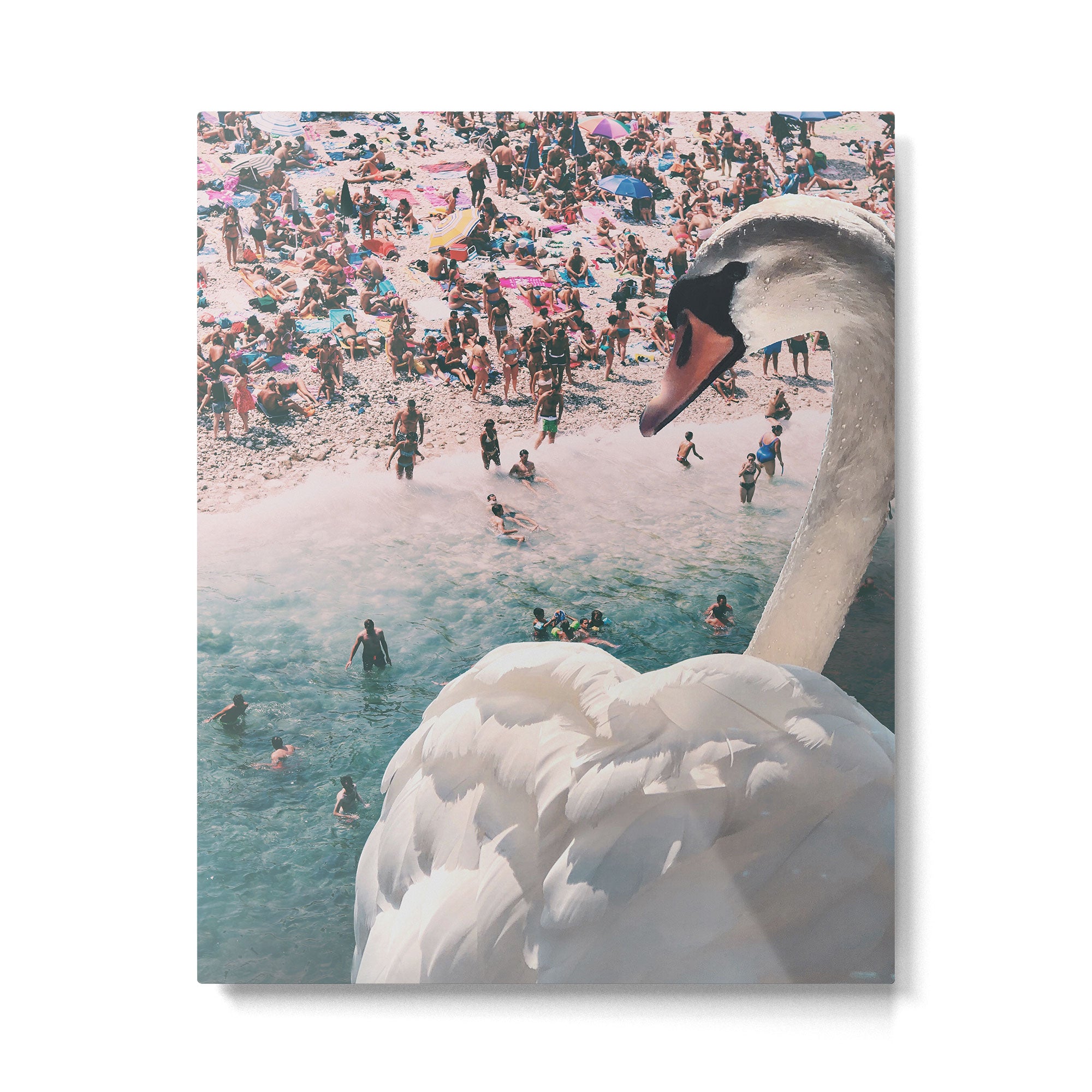 Swan on the Beach Metal Print Gallery Image 4