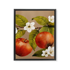 Apples Botanical Art 2 Framed Canvas Print Gallery Image 8