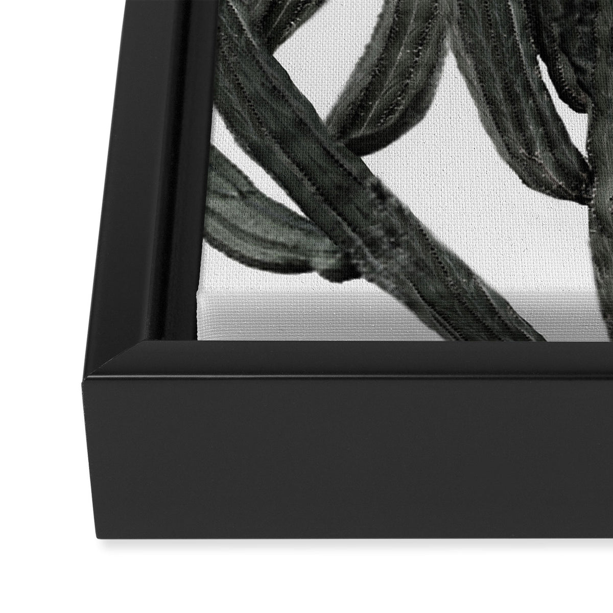 Black and White Cactus Framed Canvas Print Gallery Image 3