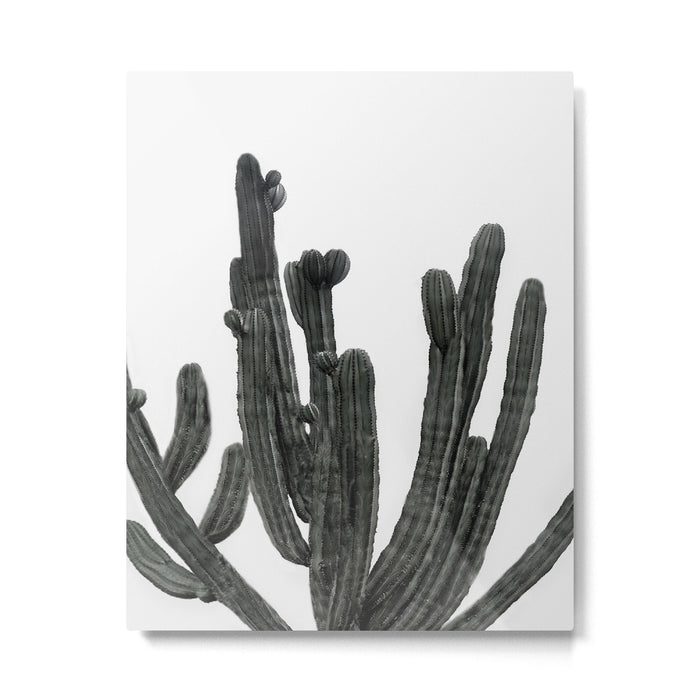 Black and White Cactus Metal Print Gallery Image 1