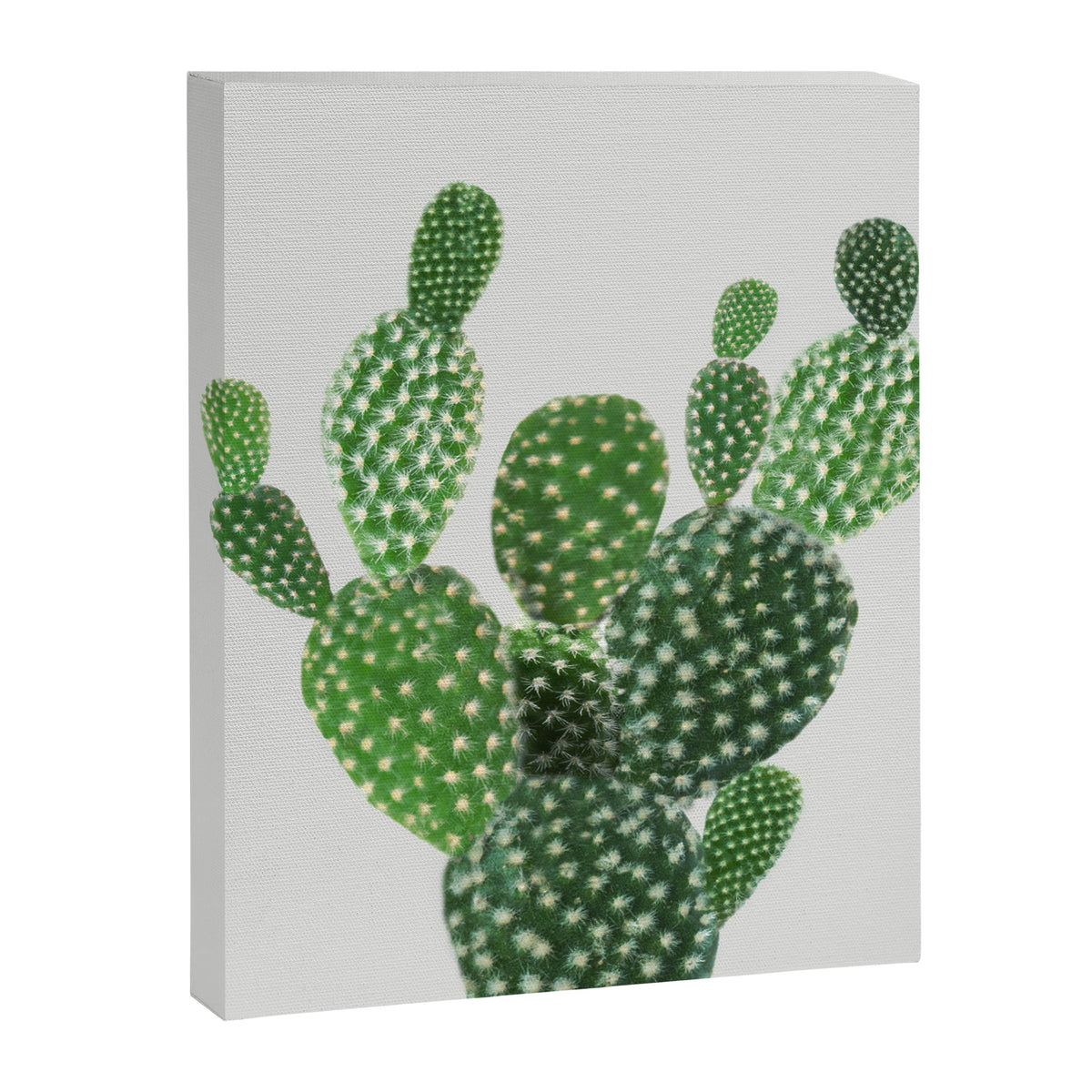 Cactus II Canvas Print Gallery Image 6