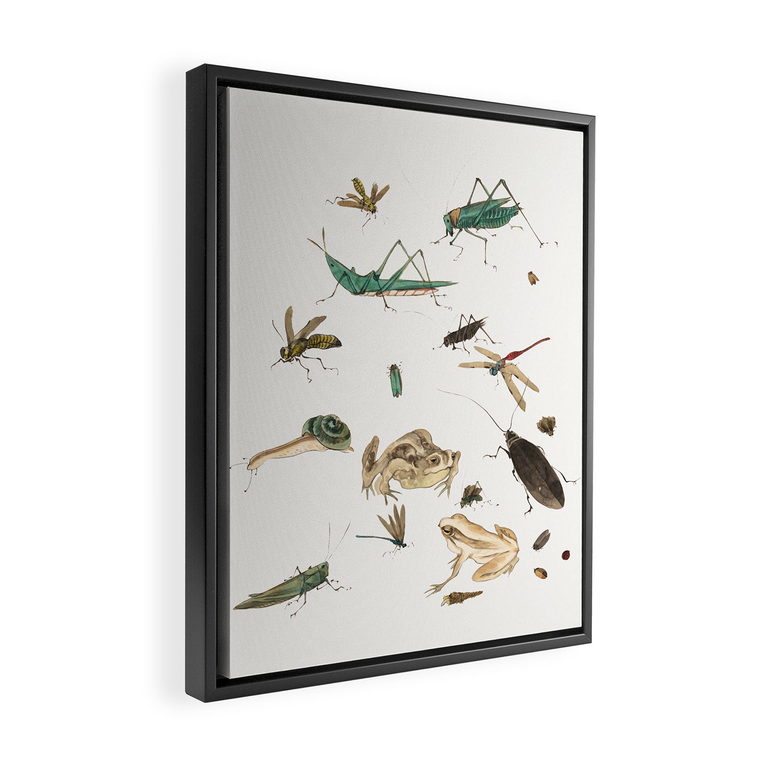 Insects frogs and a snail Framed Canvas Print Gallery Image 2