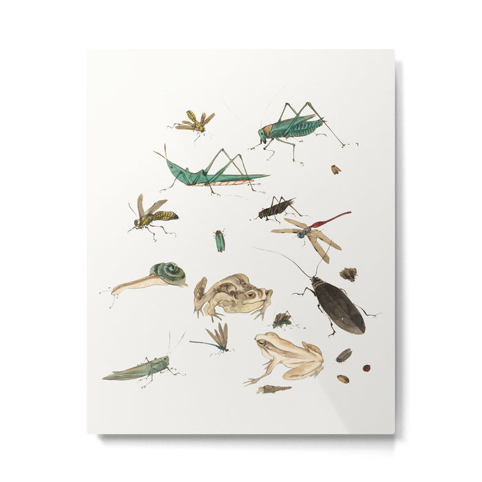 Insects frogs and a snail Metal Print Gallery Image 1