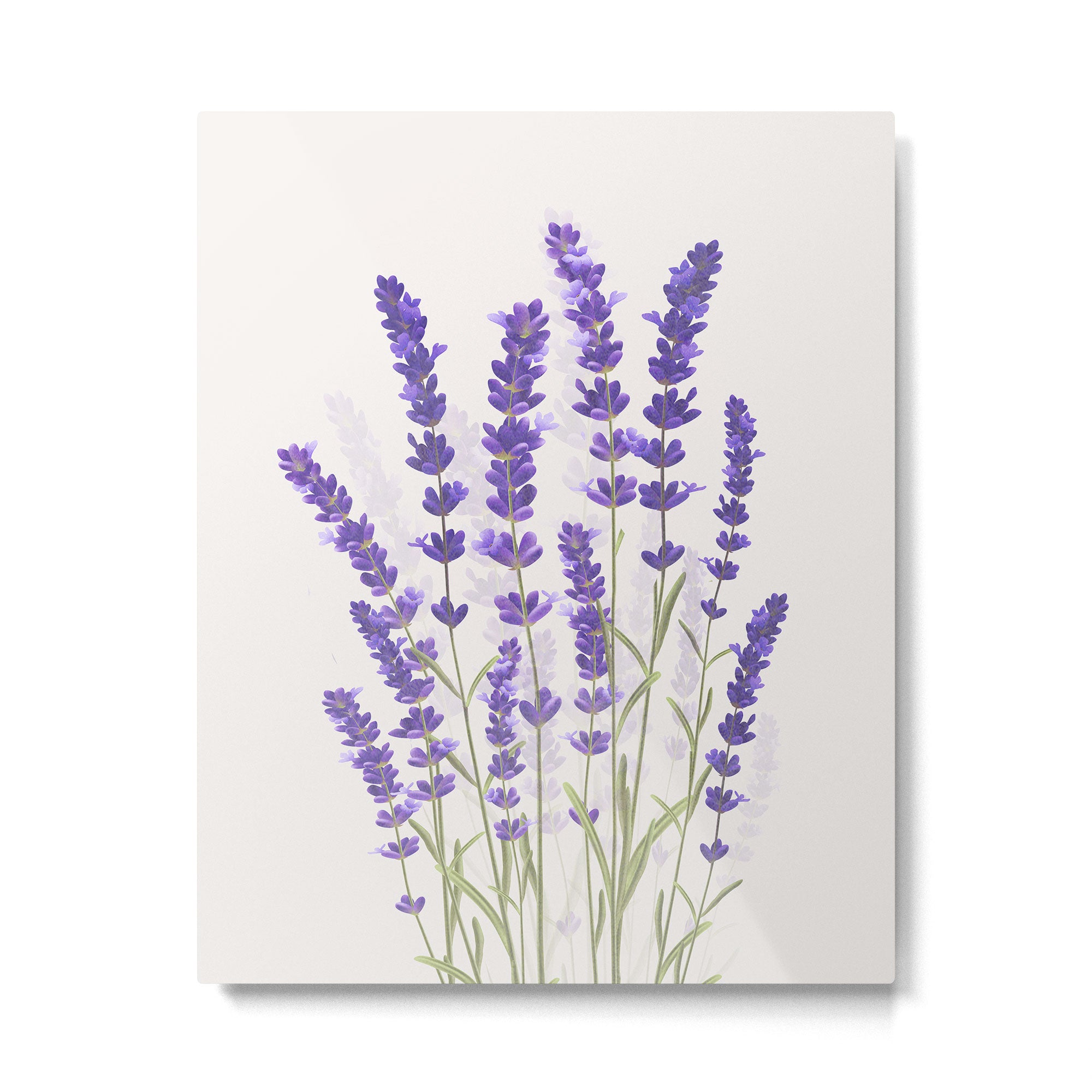Lavender II Metal Print Gallery Image 4