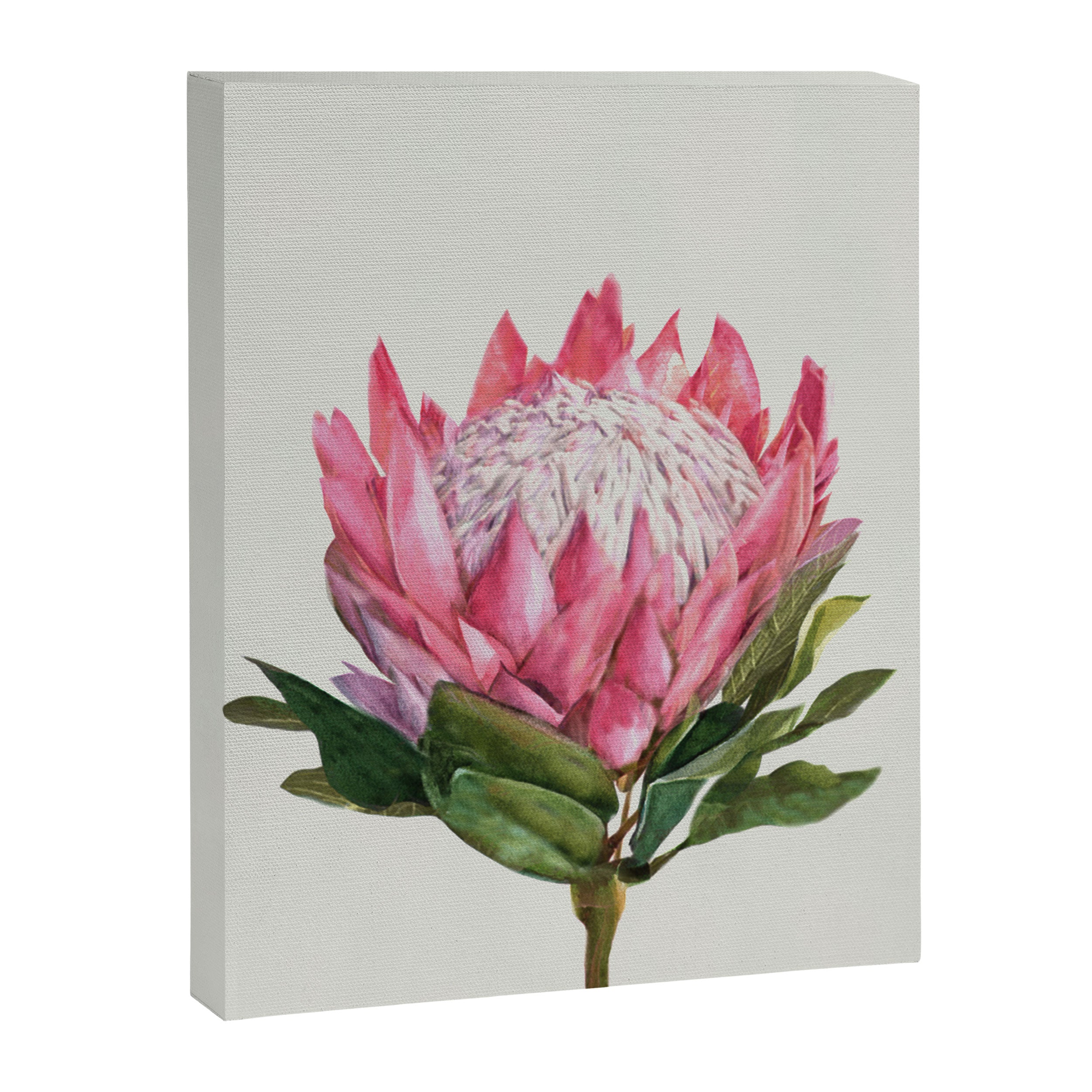 Protea Canvas Print Gallery Image 6