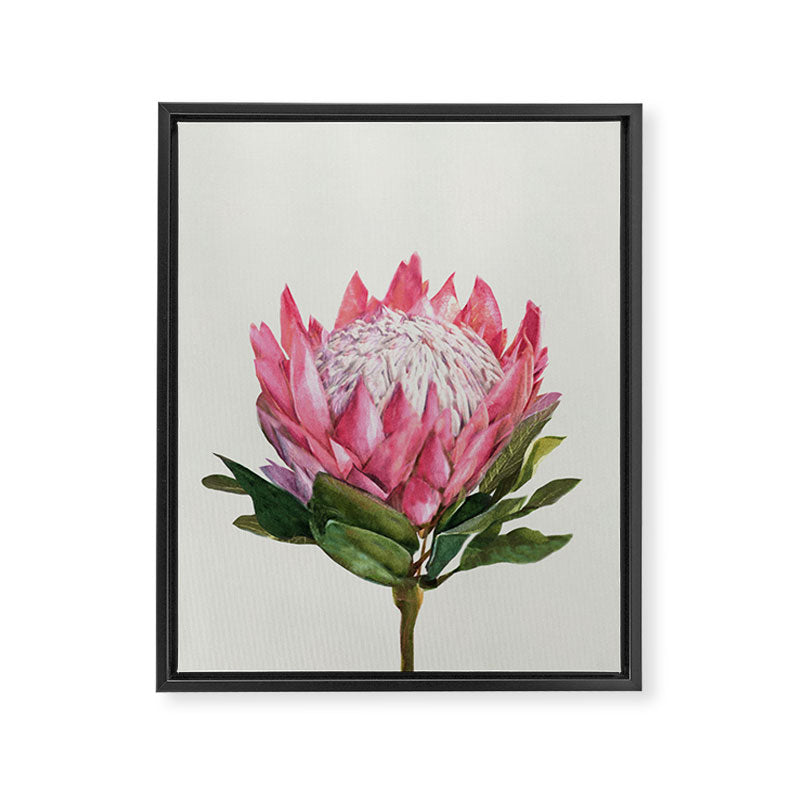 Protea Framed Canvas Print Gallery Image 6