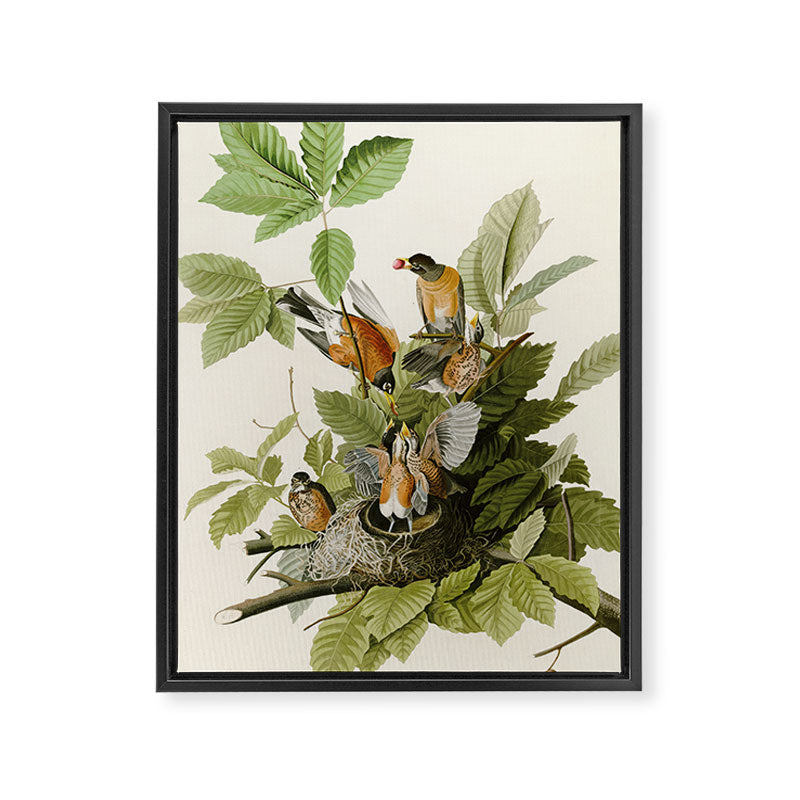 American Robin - John James Audubon Birds of America Framed Canvas Print Gallery Image 6