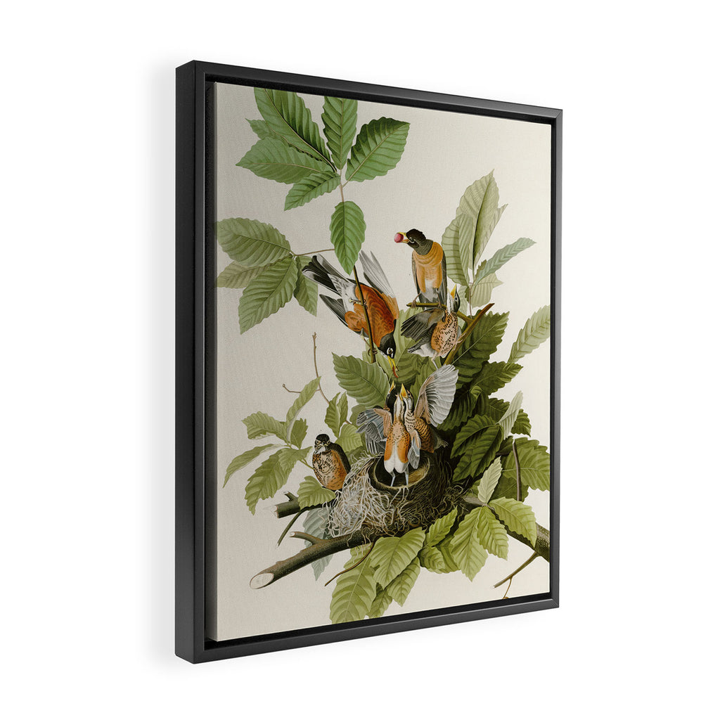 American Robin - John James Audubon Birds of America Framed Canvas Print Gallery Image 2