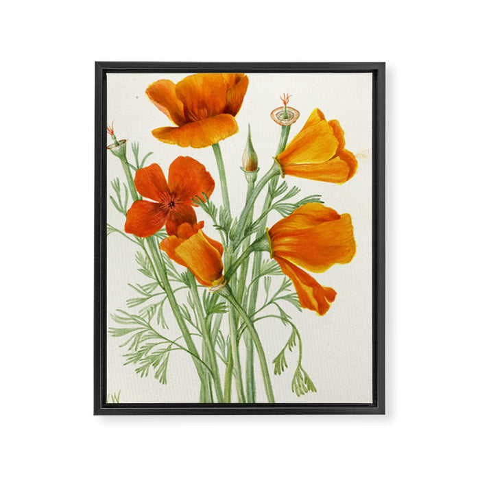 California Poppy Vintage Botanical Print, Mary Vaux Walcott Framed Canvas Print Gallery Image 1