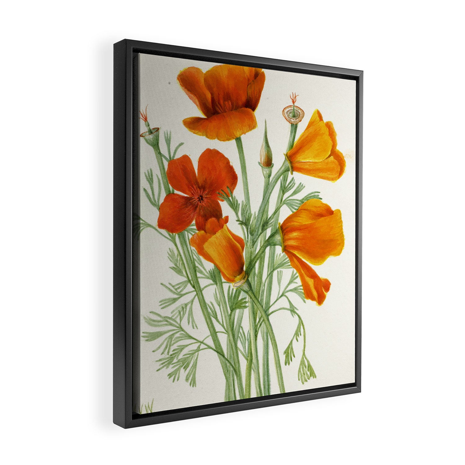 California Poppy Vintage Botanical Print, Mary Vaux Walcott Framed Canvas Print Gallery Image 2