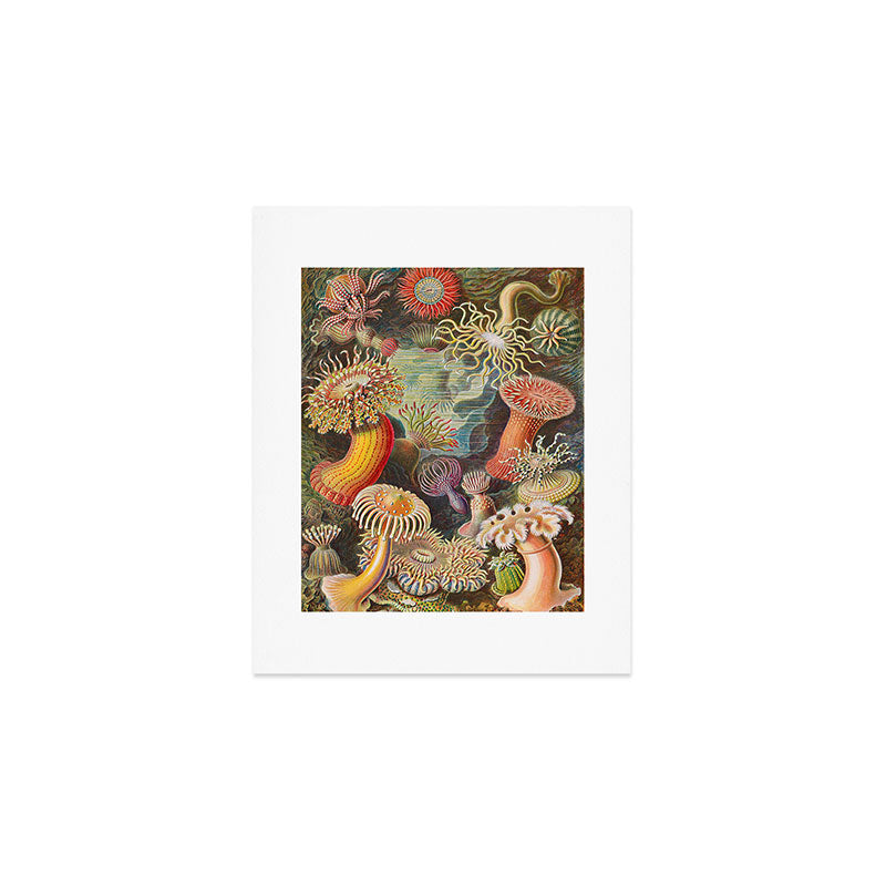 Ernst Haeckel Sea Anemones Vintage Illustration Art Print Gallery Image 1