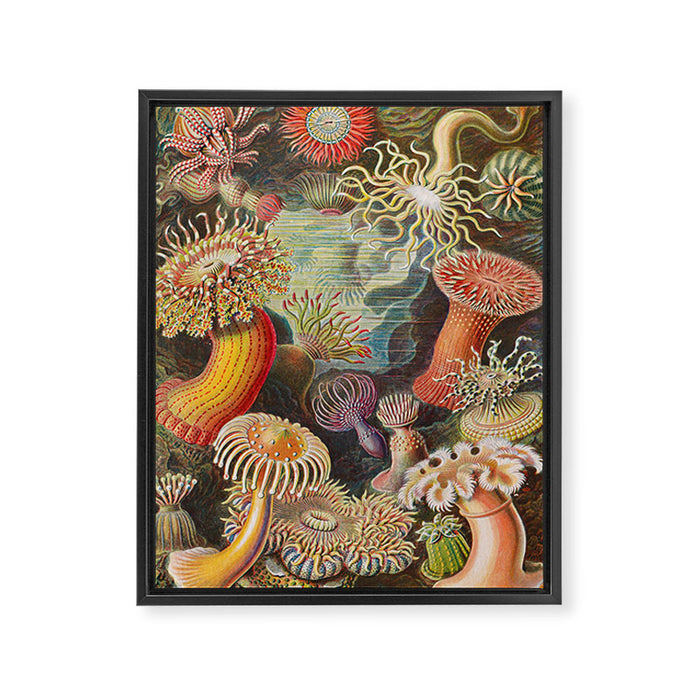 Ernst Haeckel Sea Anemones Vintage Illustration Framed Canvas Print Gallery Image 1