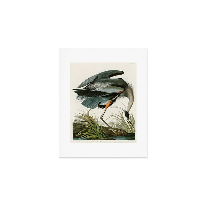 Great blue Heron - John James Audubon's Birds of America Print Art Print Gallery Image 1