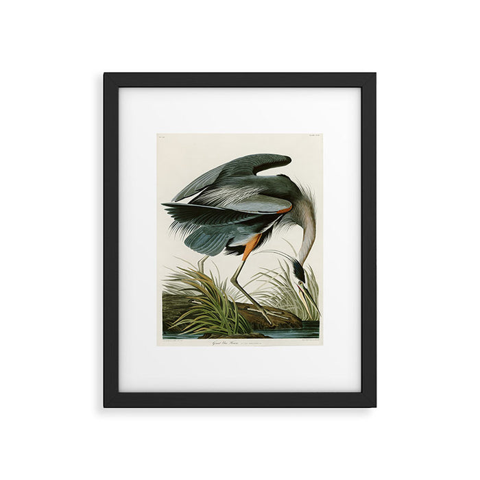 Great blue Heron - John James Audubon's Birds of America Print Framed Art Print Gallery Image 1