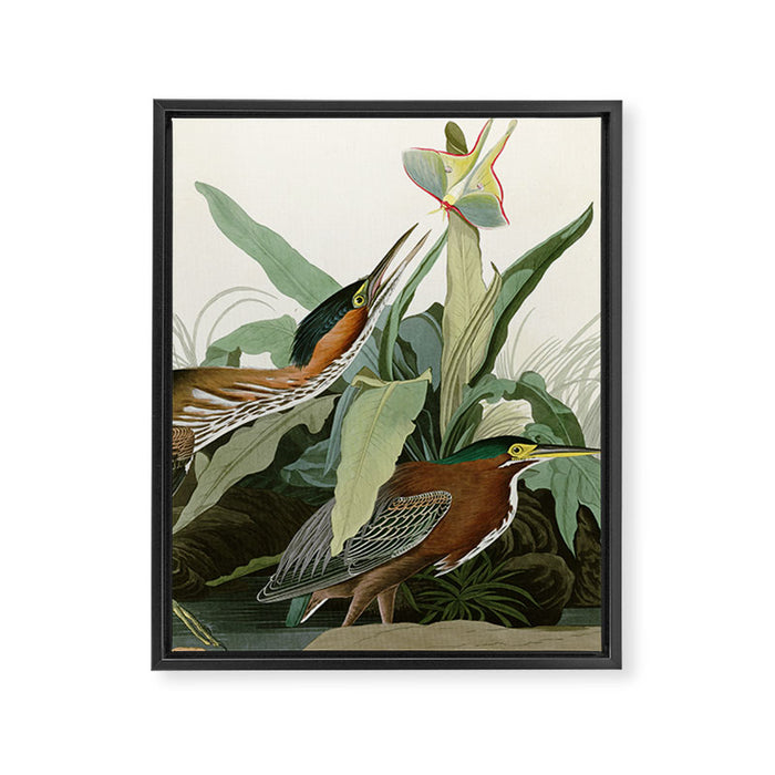 Green Heron - John James Audubon Birds of America Framed Canvas Print Gallery Image 1