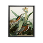 Green Heron - John James Audubon Birds of America Framed Canvas Print Gallery Image 8