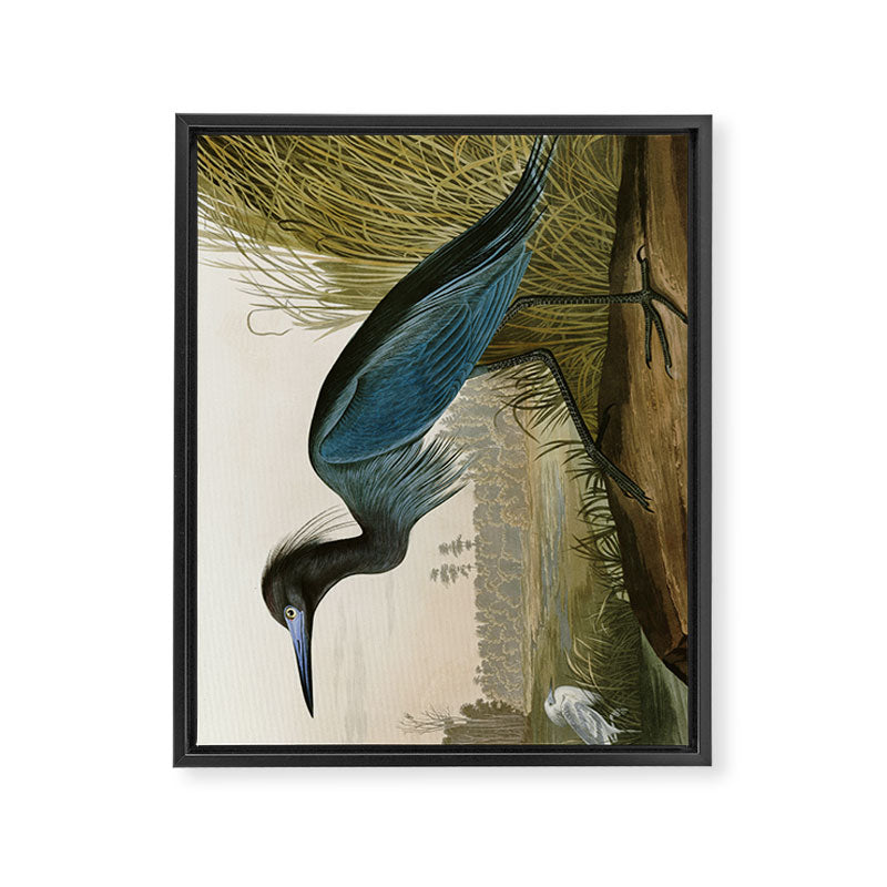 Little Blue Heron - John James Audubon's Birds of America Print Framed Canvas Print Gallery Image 6