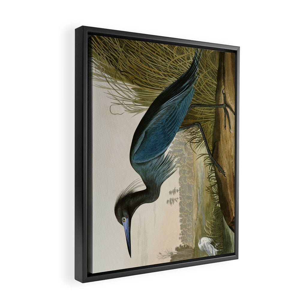 Little Blue Heron - John James Audubon's Birds of America Print Framed Canvas Print Gallery Image 2
