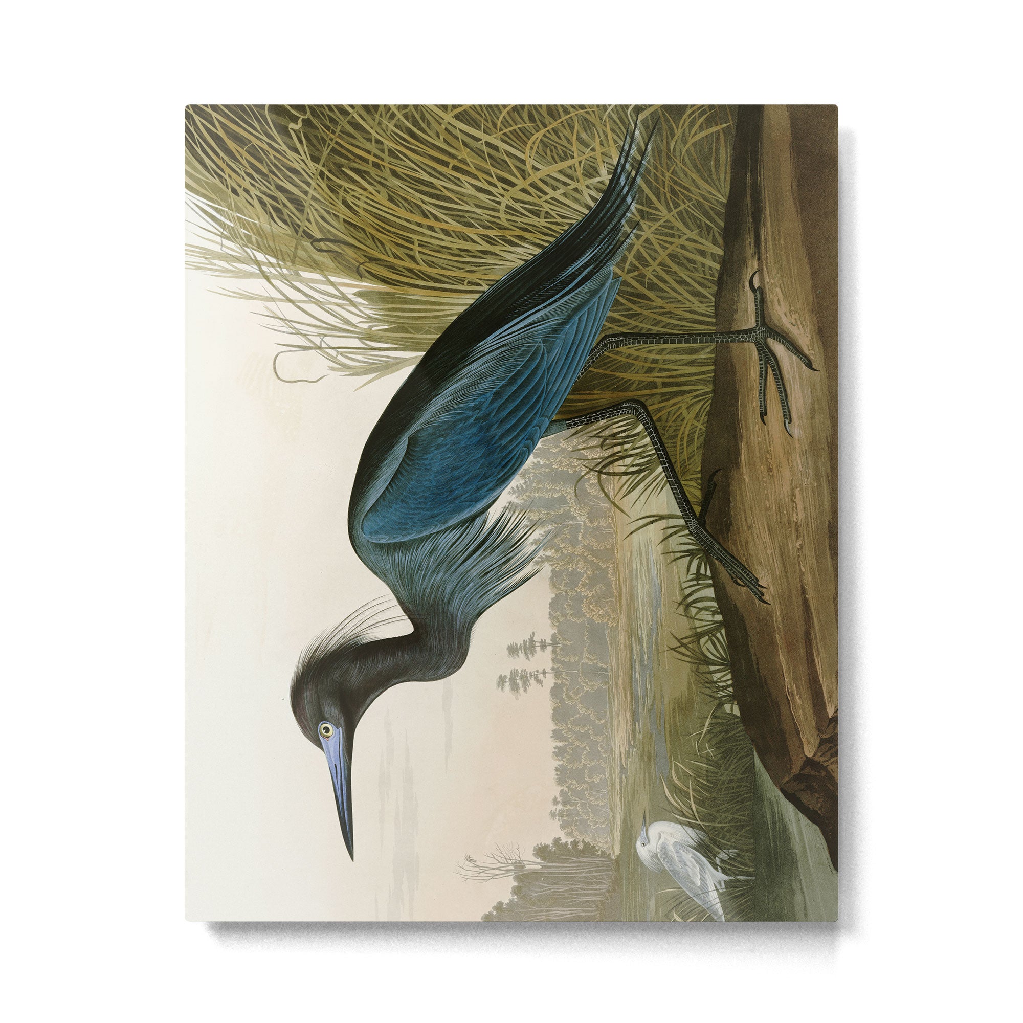 Little Blue Heron - John James Audubon's Birds of America Print Metal Print Gallery Image 4