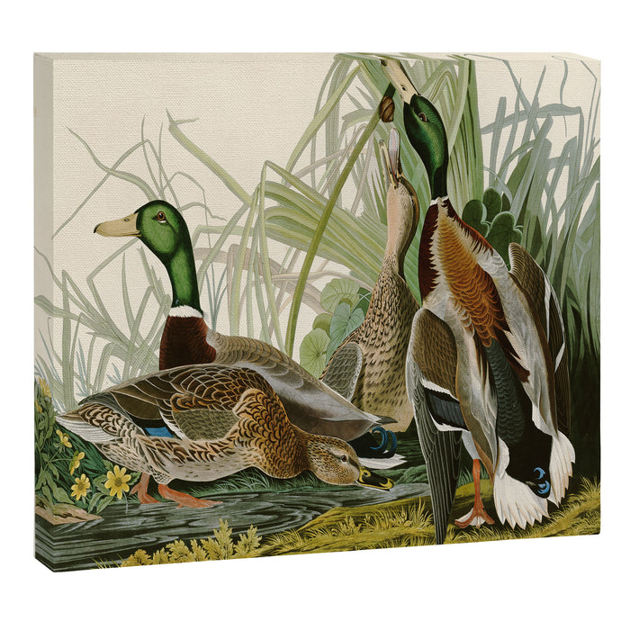 Mallard Duck - John James Audubon Birds of America Canvas Print Gallery Image 1