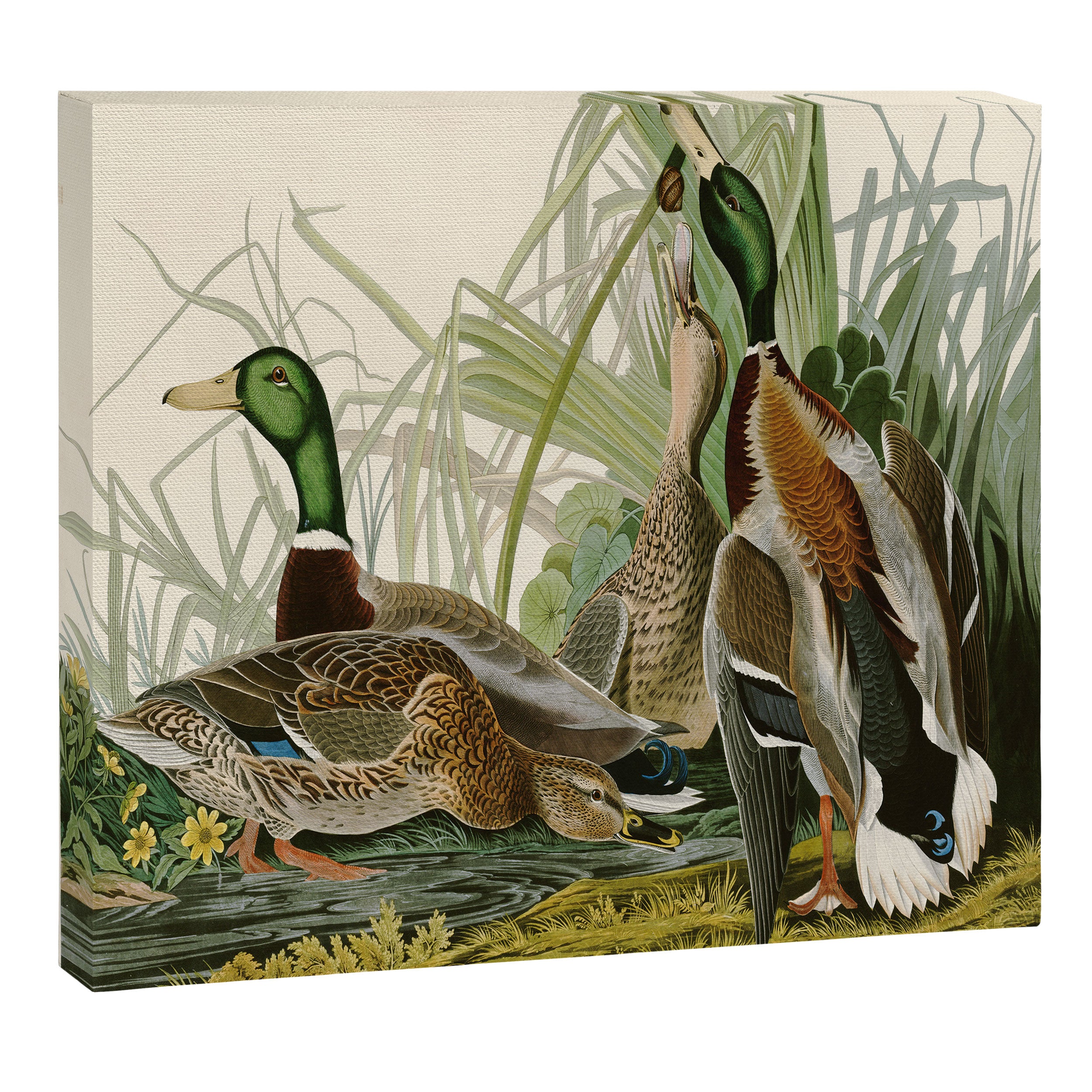 Mallard Duck - John James Audubon Birds of America Canvas Print Gallery Image 12