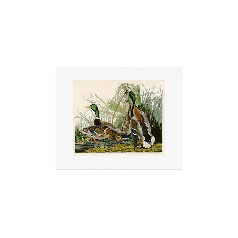 Mallard Duck - John James Audubon Birds of America Art Print Gallery Image 1