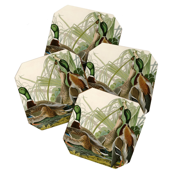 Mallard Duck - John James Audubon Birds of America Coaster Gallery Image 1