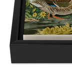 Mallard Duck - John James Audubon Birds of America Framed Canvas Print Gallery Image 3