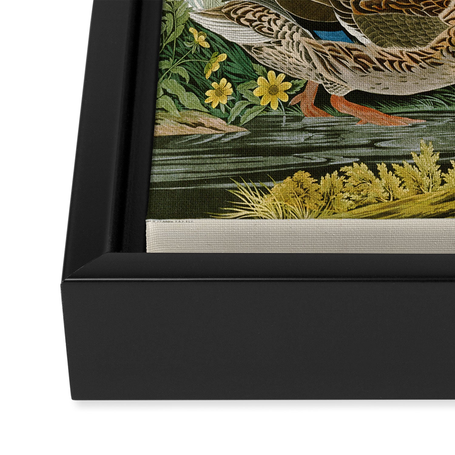 Mallard Duck - John James Audubon Birds of America Framed Canvas Print Gallery Image 3