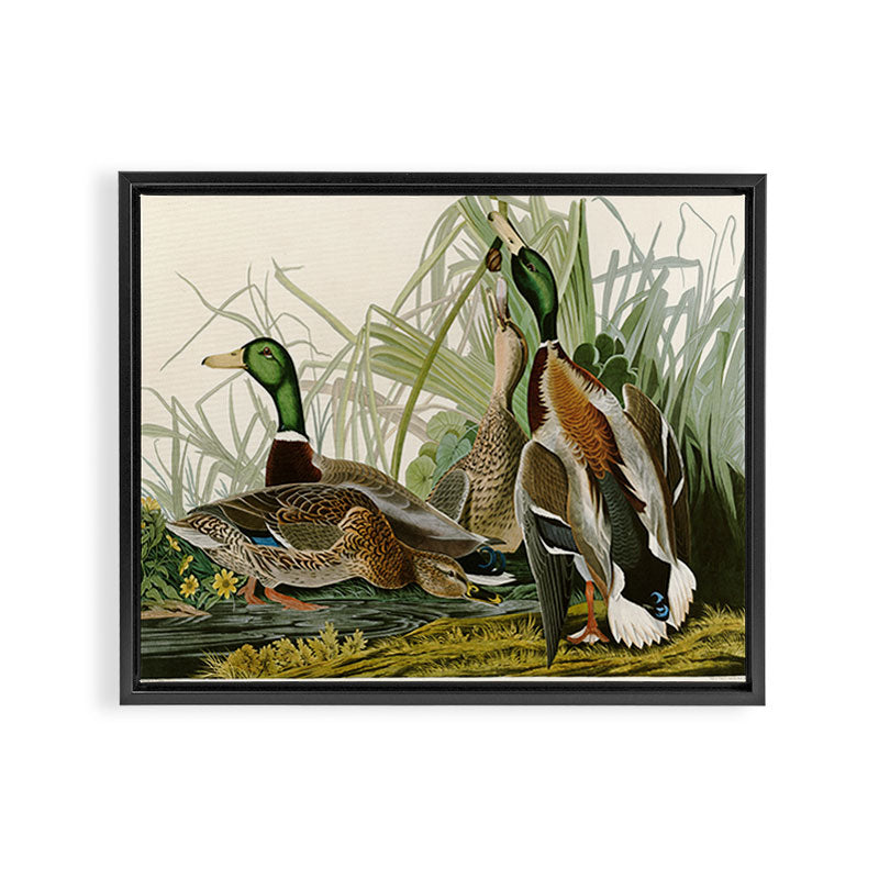Mallard Duck - John James Audubon Birds of America Framed Canvas Print Gallery Image 12