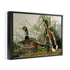 Mallard Duck - John James Audubon Birds of America Framed Canvas Print Gallery Image 2
