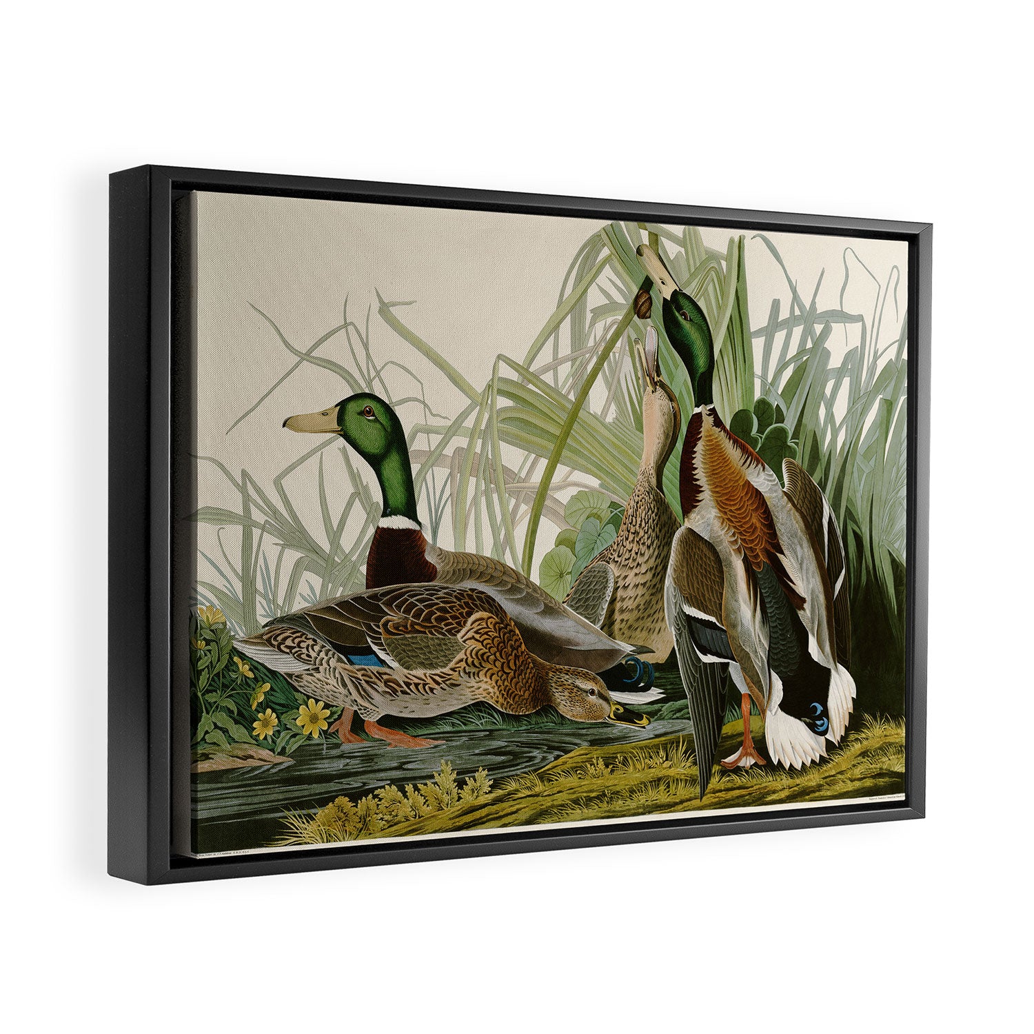 Mallard Duck - John James Audubon Birds of America Framed Canvas Print Gallery Image 2