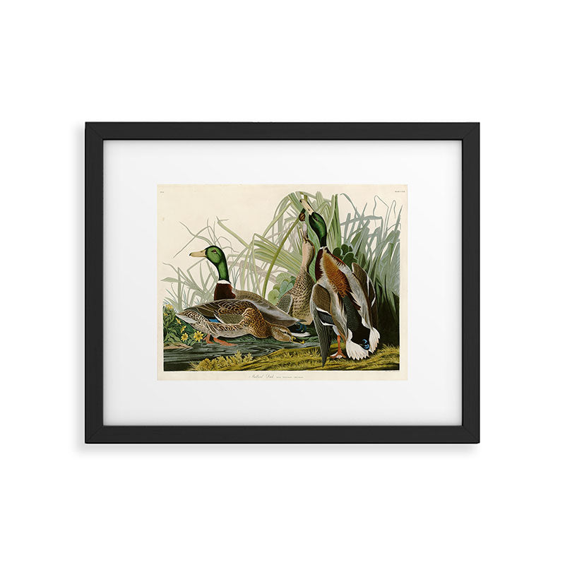Mallard Duck - John James Audubon Birds of America Framed Art Print Gallery Image 4