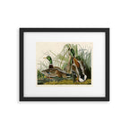 Mallard Duck - John James Audubon Birds of America Framed Art Print Gallery Image 4