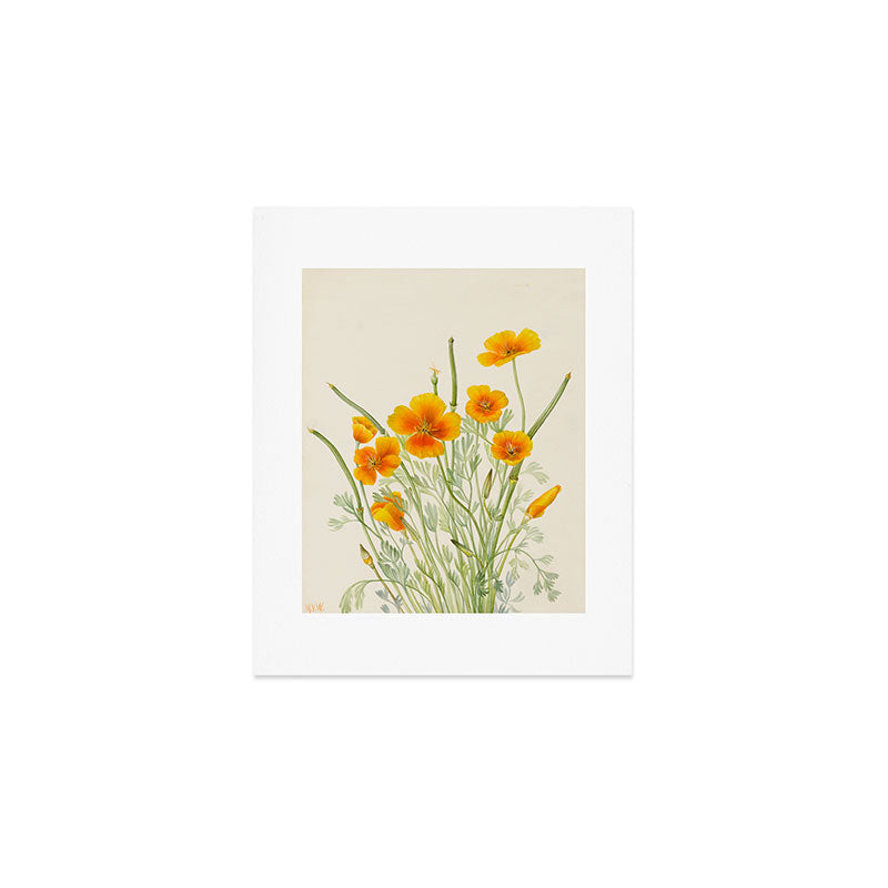 Mexican Poppy Vintage Botanical Print Art Print Gallery Image 1
