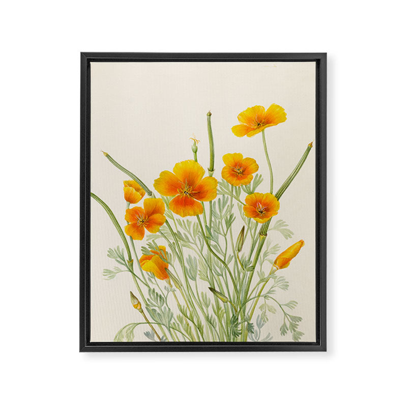 Mexican Poppy Vintage Botanical Print Framed Canvas Print Gallery Image 6